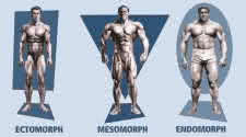 Body Types in Bodybuilding