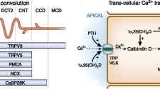 Calcium Excretion