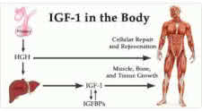 IGF-1 Mental Function