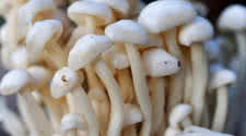 Mushrooms and Lactic Acid
